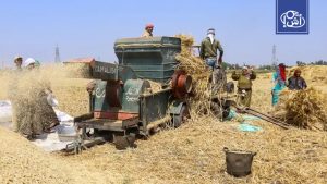 مصر تشتري 1.3 مليون طن من القمح المحلي وتستهدف زيادة الإنتاج في 2025
